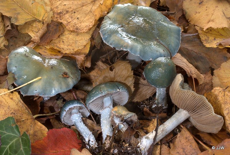 Stropharia caerulea